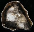 Petrified Wood Slab - McDermitt, Oregon #24221-1